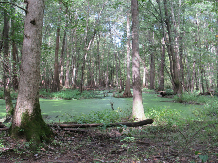 Cypress Swamp